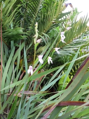 Brownleea recurvata