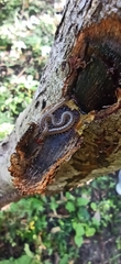 Geophilomorpha