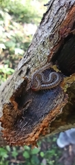 Geophilomorpha