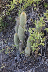 Cleistocactus hyalacanthus
