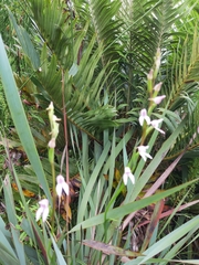 Brownleea recurvata
