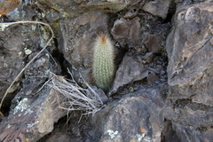 Cleistocactus hyalacanthus