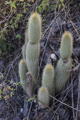 Cleistocactus hyalacanthus