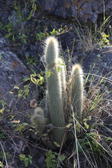 Cleistocactus hyalacanthus