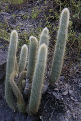 Cleistocactus hyalacanthus