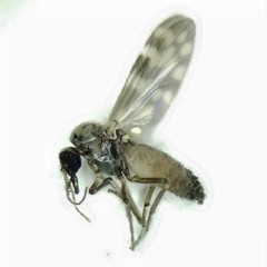 Culicoides