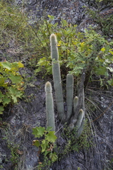 Cleistocactus hyalacanthus