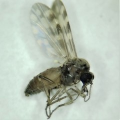 Culicoides
