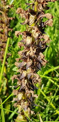 Satyrium hallackii ocellatum