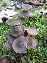 Mycena tintinnabulum