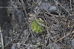 Echinopsis ancistrophora