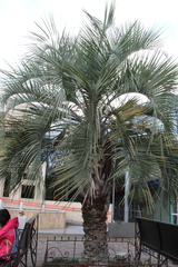 Butia capitata