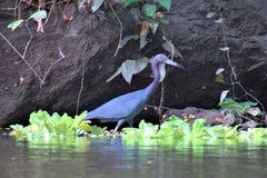 Egretta caerulea