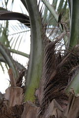 Butia capitata