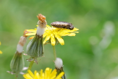 Acmaeodera pilosellae