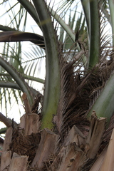 Butia capitata