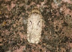Agonopterix yeatiana