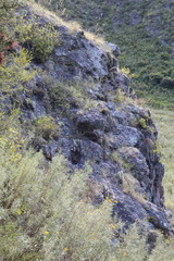 Cleistocactus hyalacanthus