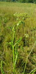 Berula