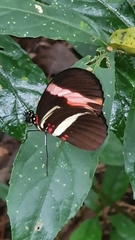 Papilionoidea