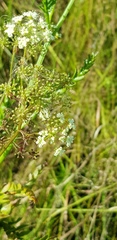 Berula