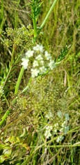 Berula