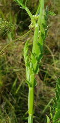 Berula