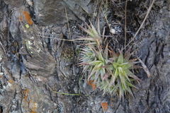Echinopsis ancistrophora