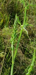 Berula