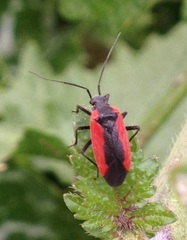 Dionconotus neglectus neglectus
