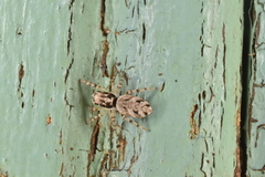 Salticus mutabilis