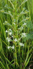 Habenaria nyikana