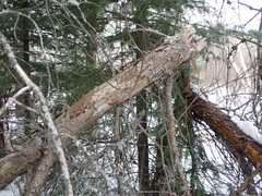 Picoides