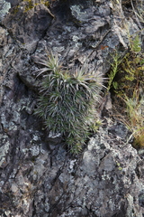 Deuterocohnia