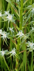 Habenaria nyikana