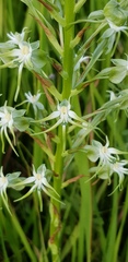 Habenaria nyikana