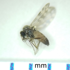 Culicoides