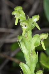 Habenaria hexaptera