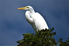 Ardea alba