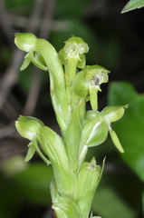 Habenaria hexaptera