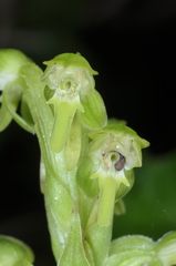 Habenaria hexaptera