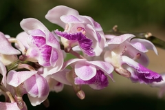 Aerides crispa