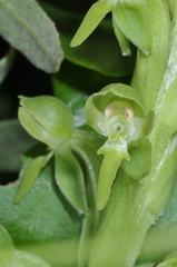 Habenaria hexaptera