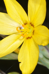 Sisyrinchium palmifolium
