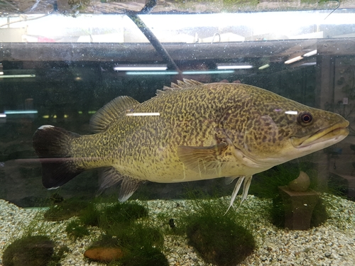 Maccullochella peelii