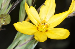 Sisyrinchium palmifolium