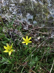Gagea soleirolii