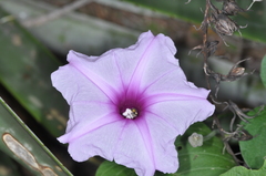 Ipomoea hieronymi