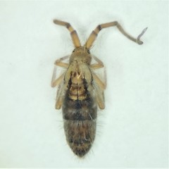 Orchesella fishmani
