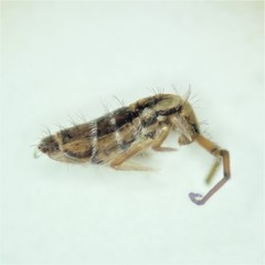 Orchesella fishmani